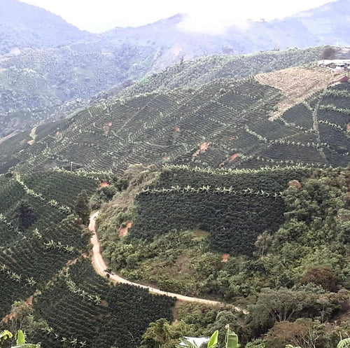 Colombia Palermo -Coffee By Sail