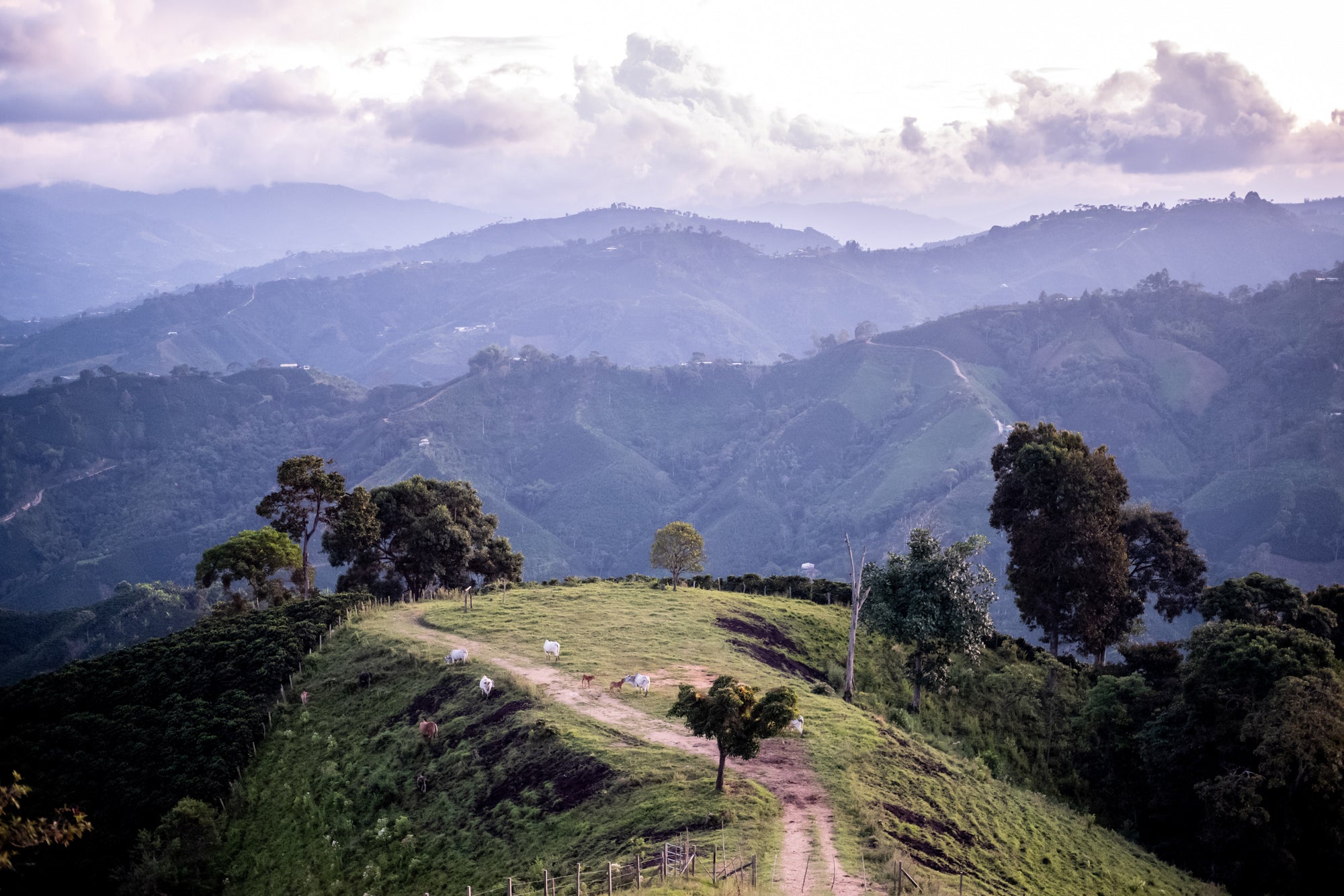 Colombia Strawberry -Coffee By Sail