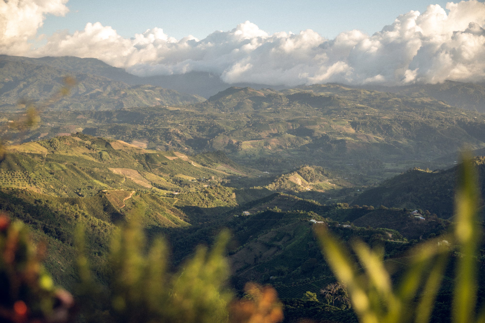 Colombia Strawberry -Coffee By Sail