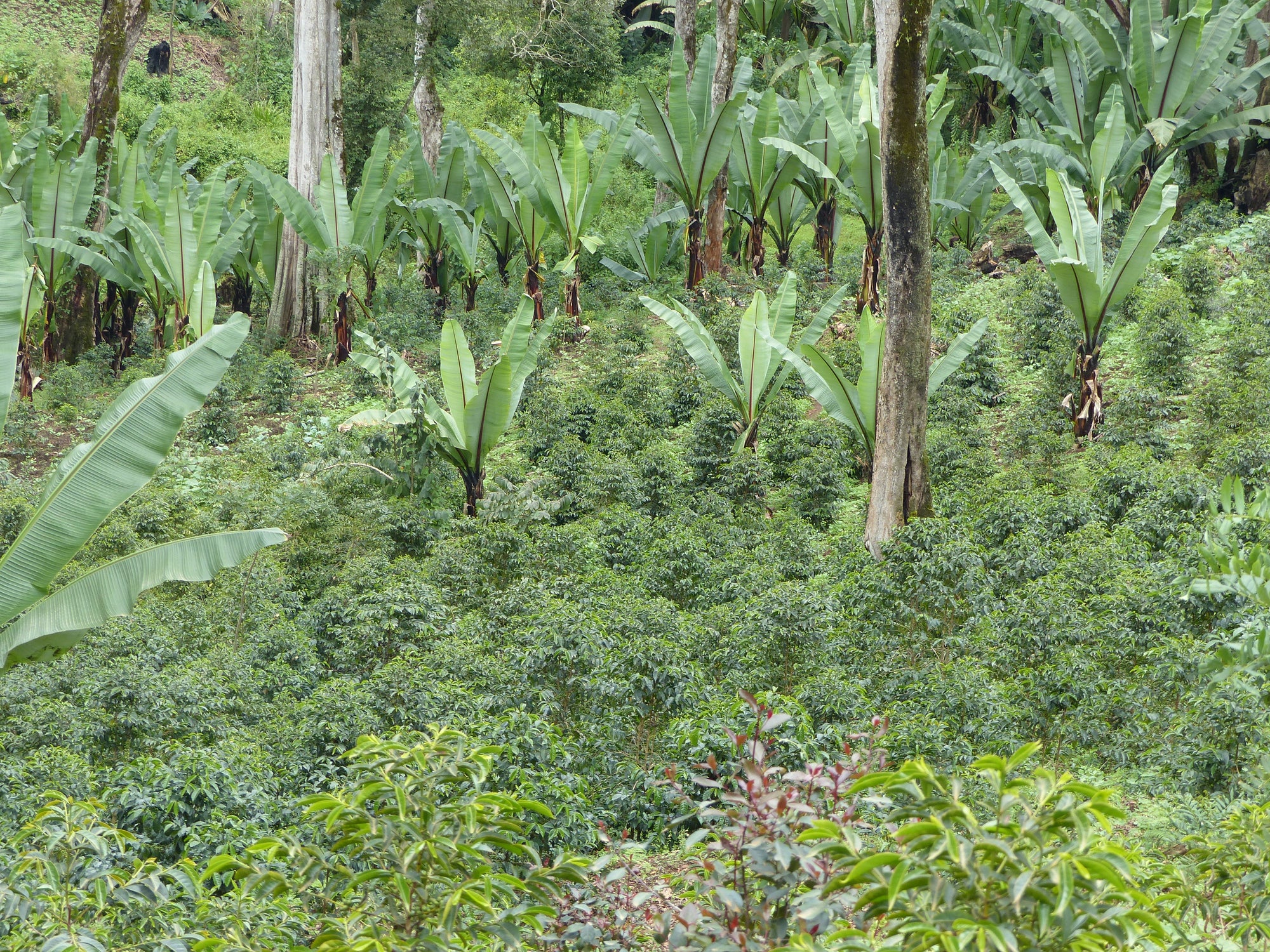 Ethiopian Gugi Highlands Coffee