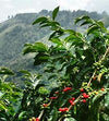 Ethiopian Yirgacheffe Single Origin Coffee