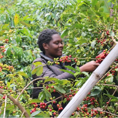 Uganda Mont Rwenzori Peaberry